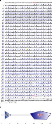 Functional characterization of MEKK3 in the intestinal immune response to bacterial challenges in grass carp (Ctenopharyngodon idella)